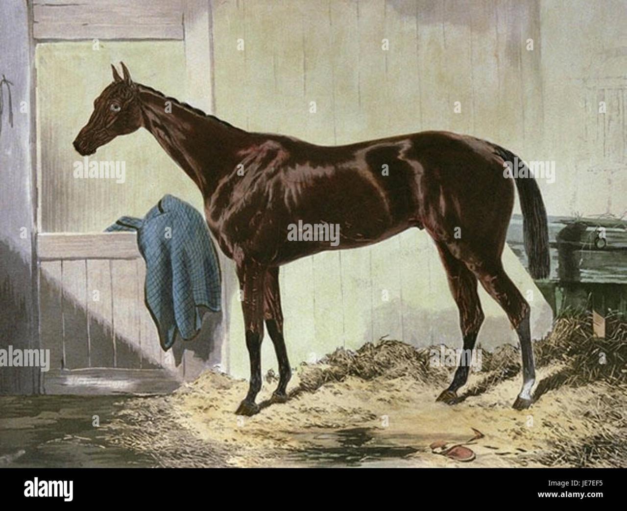 Plague of flies stock illustration. Illustration of swarms - 388148391